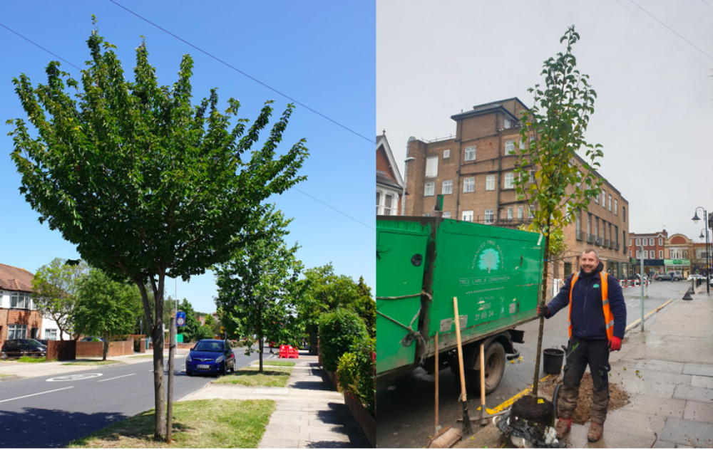 A kingston council officer planting one of the new trees as part of the Winter Tree planting programme (Credit: Kingston Council).