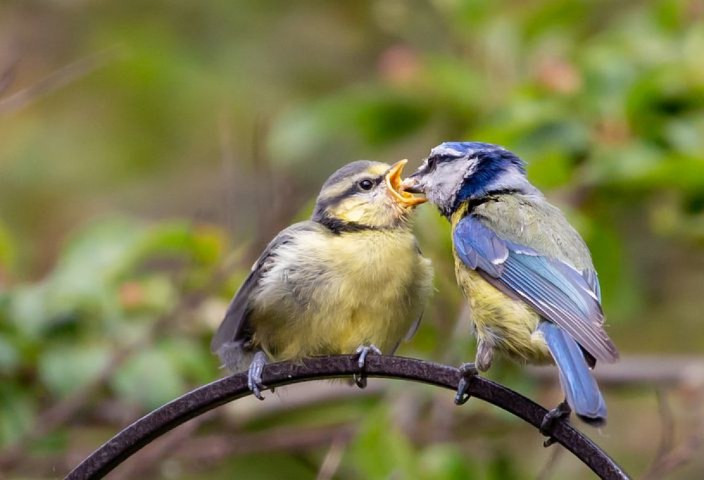 Blue tits