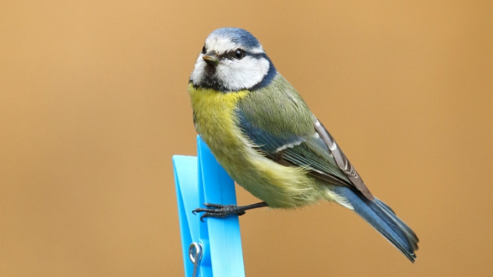 Blue tits