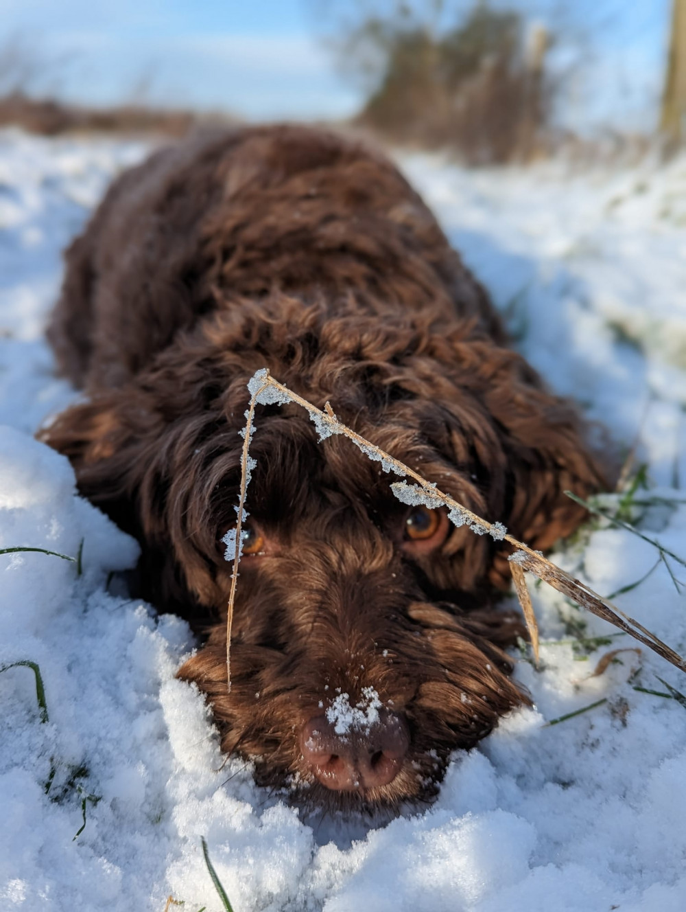 Pippa Cope's photograph of her dog in the snow.  