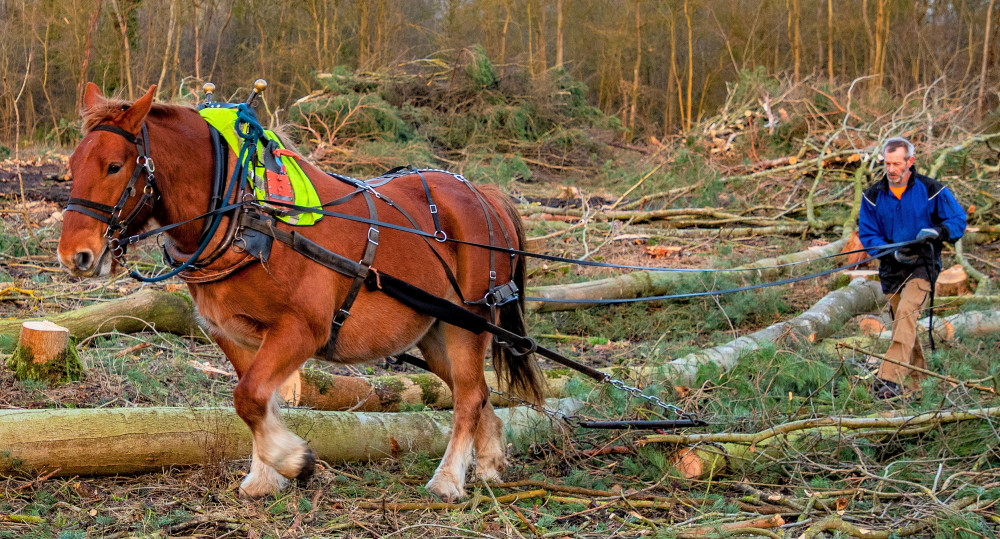 On the hoof