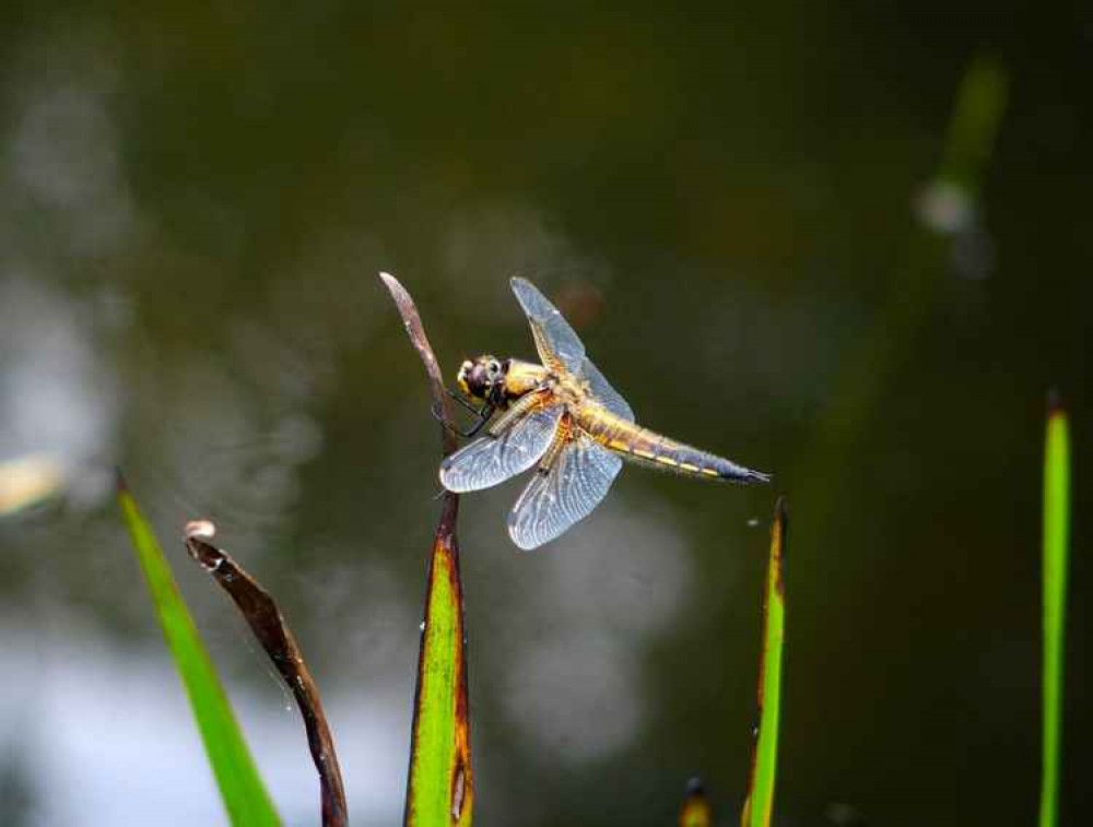 I for Insect by Tim Stubbings