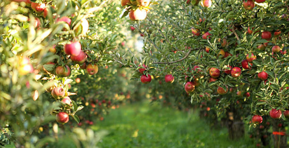 The orchard will provide fruit for years to come. 