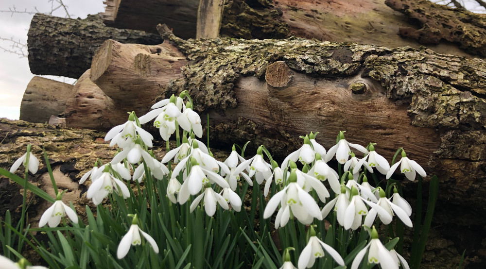 Snowdrops will be on display at Hill Close Gardens on February 4 and 5 (image via Denise Stanton)