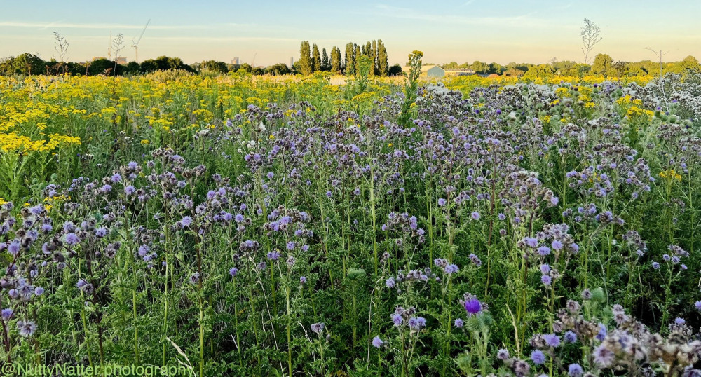 Warren Farm Meadow