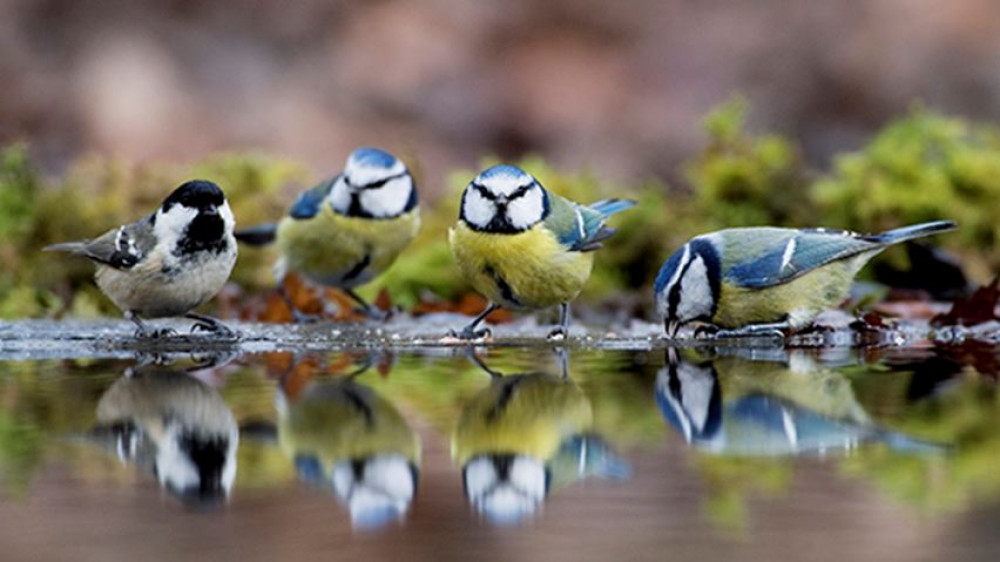 Snappy snaps (Picture: Ben Matthews, RSPB)