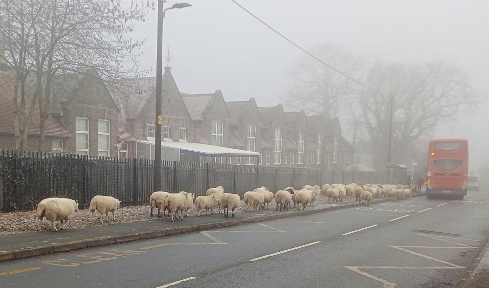 £2 bus tickets proving popular