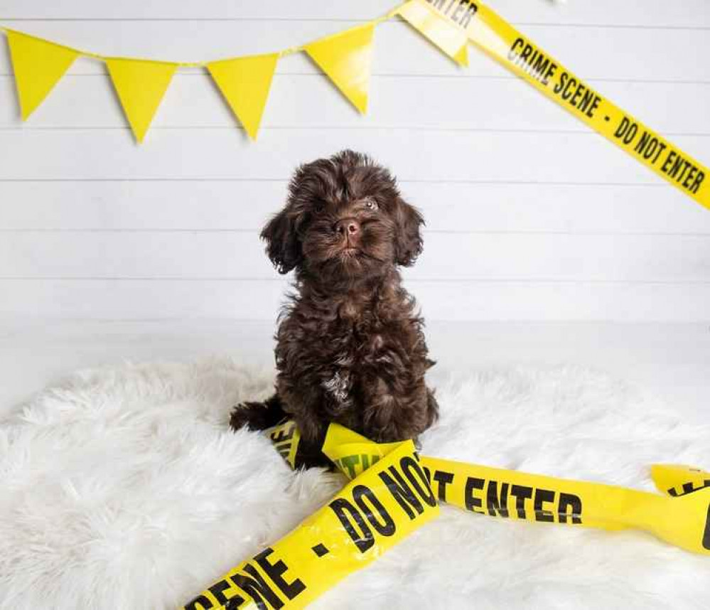 Harley, the latest addition to the Cheshire Constabulary team Harley, the latest addition to the Cheshire Constabulary team