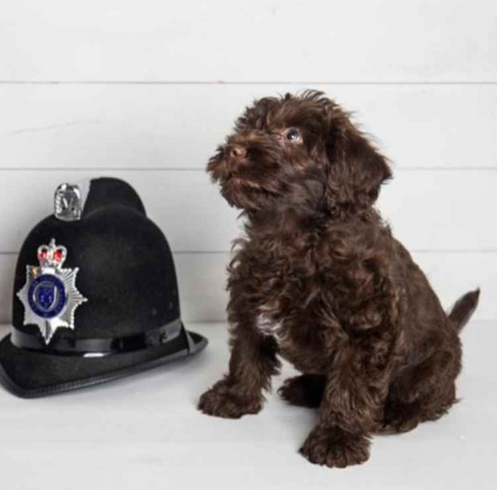 Harley, the latest addition to the Cheshire Constabulary team Harley, the latest addition to the Cheshire Constabulary team