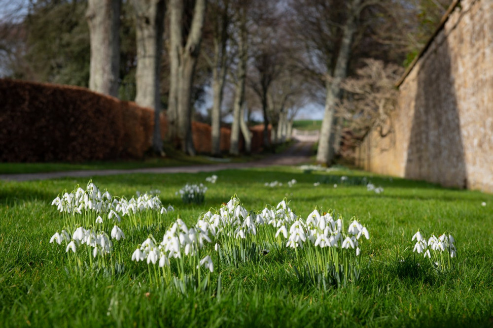 The first signs of spring at Mapperton Gardens, near Beaminster