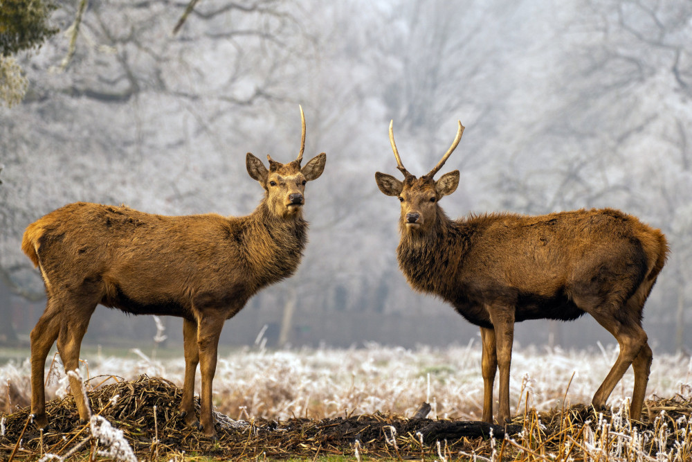 Two deer (Picture: Lesley Marshall SWNS)