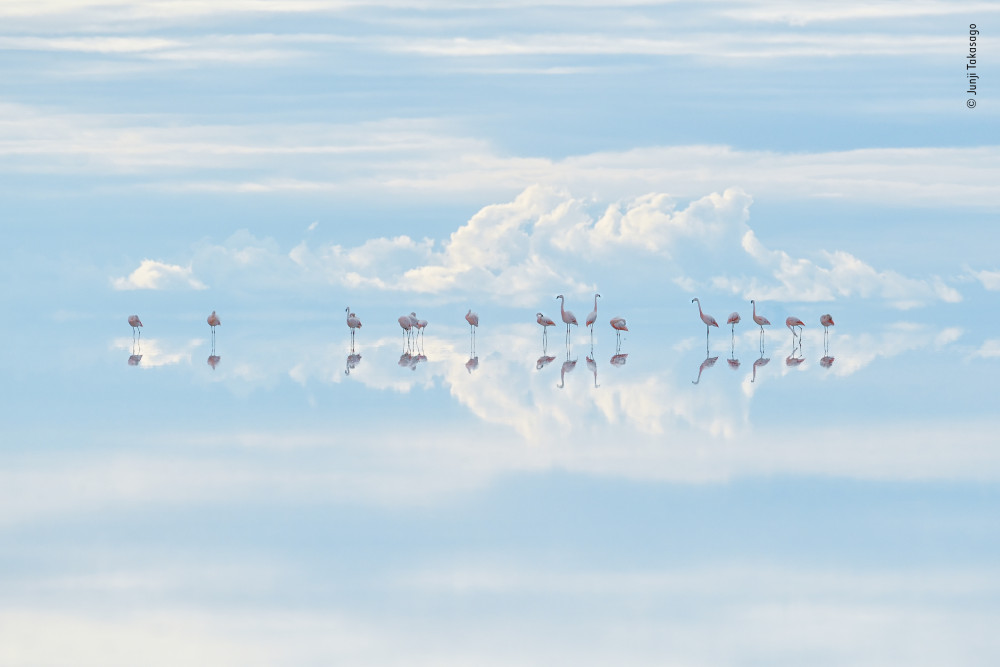 Heavenly flamingos by Junji Takasago