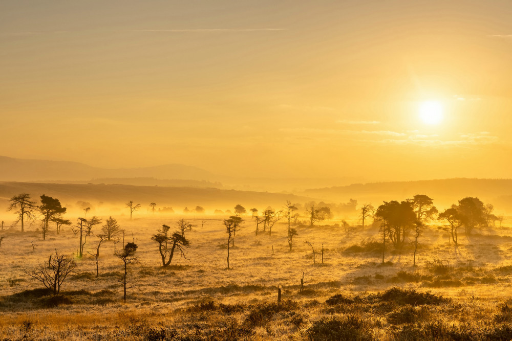 Woodbury Common (Brian Carroll)