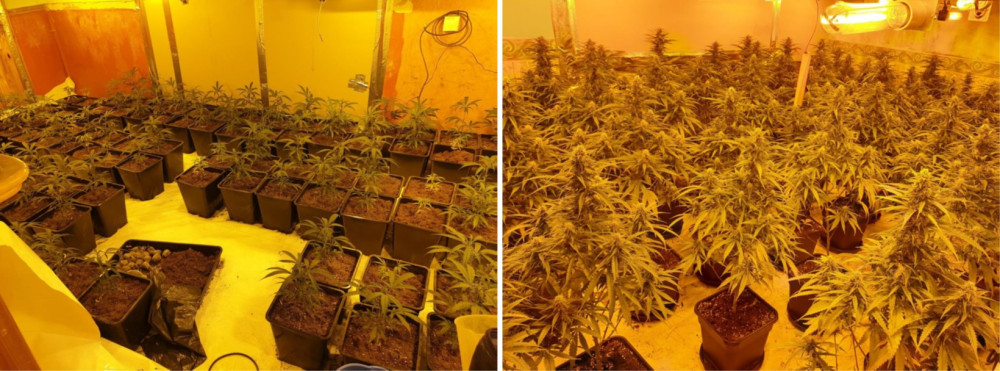 More than 250 plants were found at an address in Norton (Staffordshire Police).