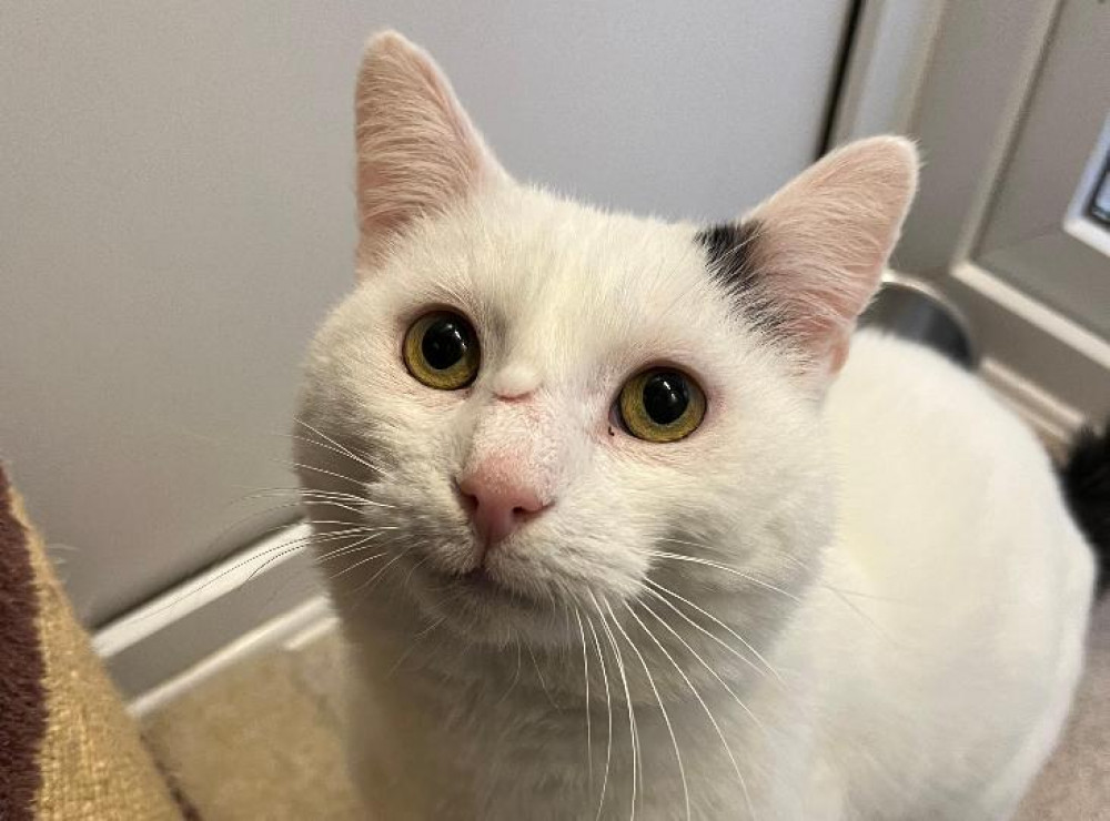 Frosty might look like a tough guy, but he truly is the sweetest boy who loves nothing more than having lots of gentle strokes and fuss. 