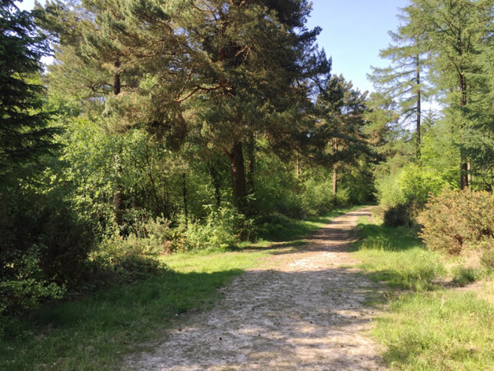 Haldon Forest (cc-by-sa/2.0 - © Robin Stott - geograph.org.uk/p/5943429)