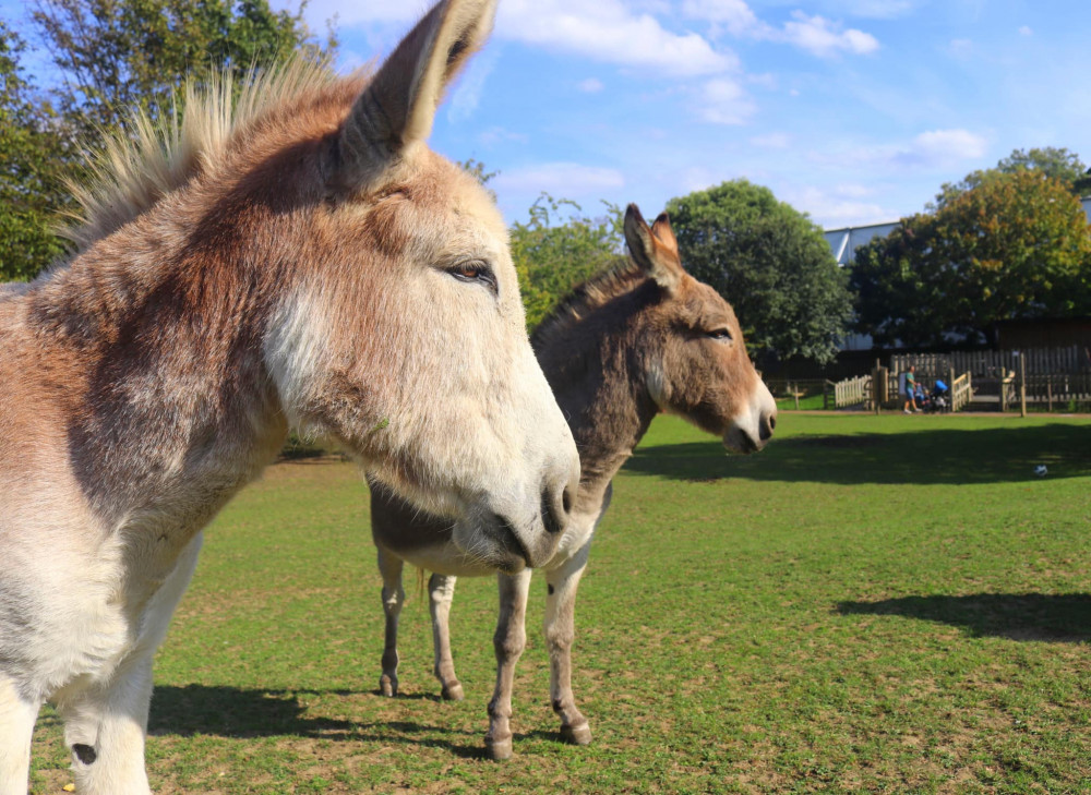 Dusty and Smokey (Credit: Battersea Park Children's Zoo)