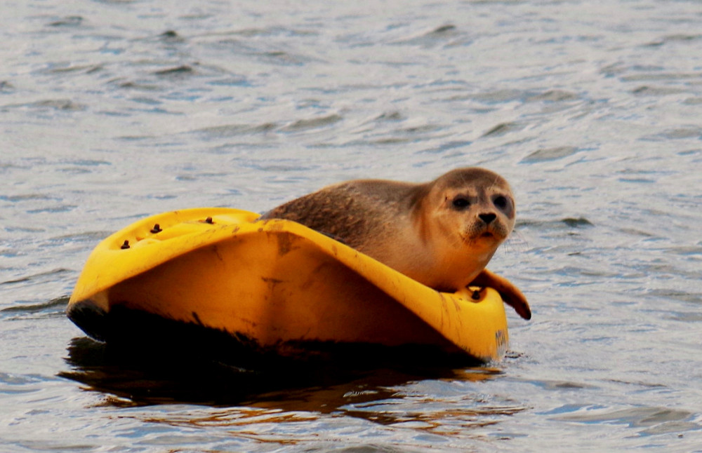 Seal on kayak in River Exe near Topsham (John Bryant)