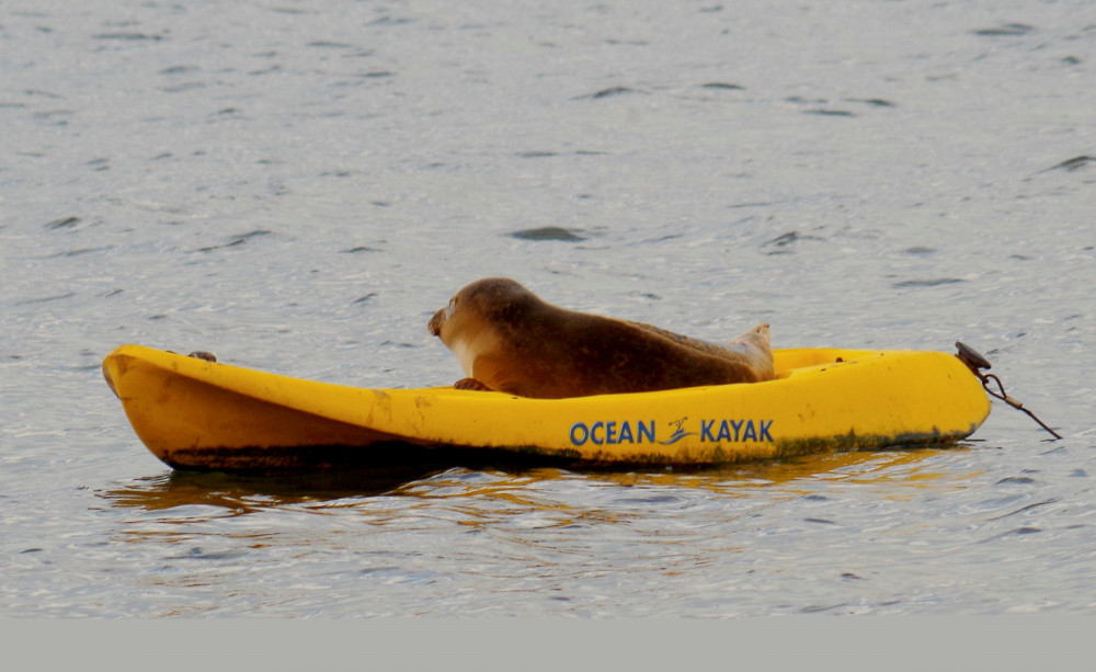 Seal on kayak in River Exe near Topsham (John Bryant)