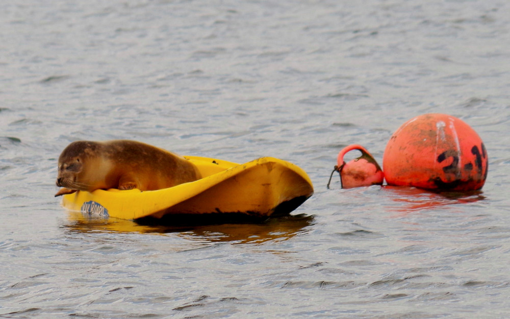 Seal on kayak in River Exe near Topsham (John Bryant)