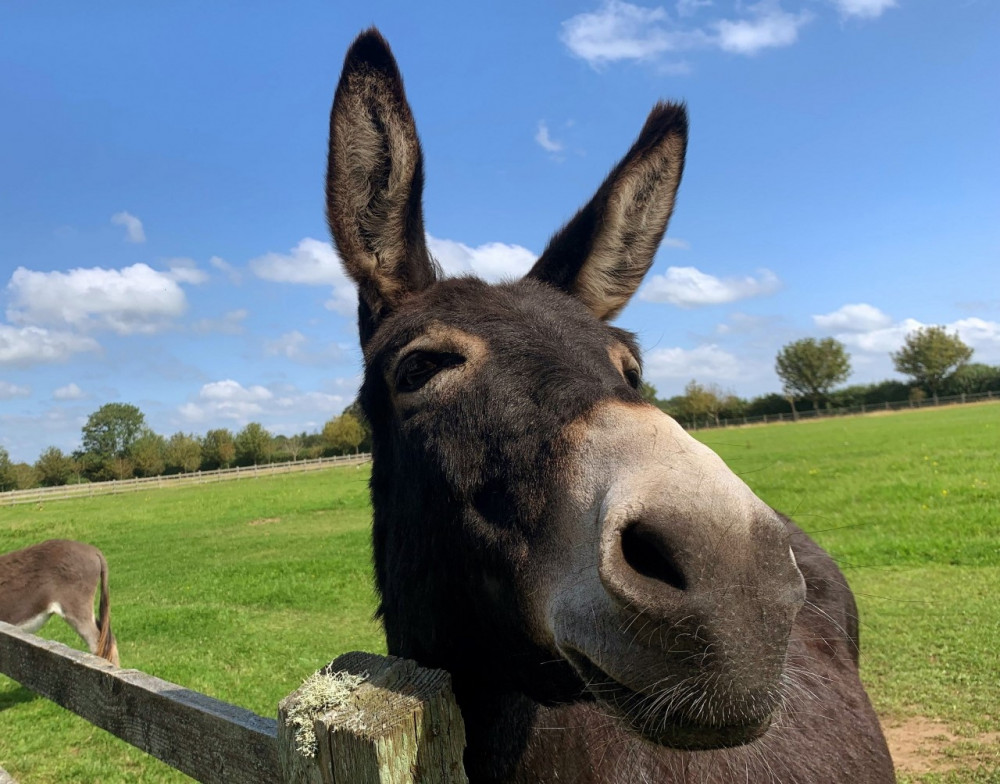 A resident donkey (The Donkey Sanctuary) 