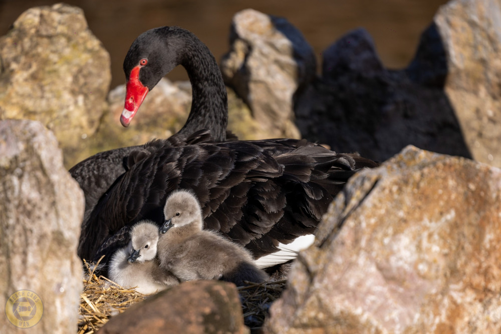 Black swan cygnets spotted at Tuck's Plot (Dawlish Beach Cams/ Neil Salter) Black swan cygnets spotted at Tuck's Plot (Dawlish Beach Cams/ Neil Salter)