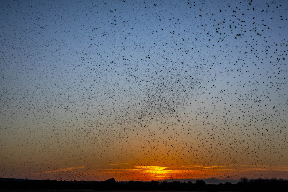 Murmuration (Picture: Robin Morrison - SWNS)