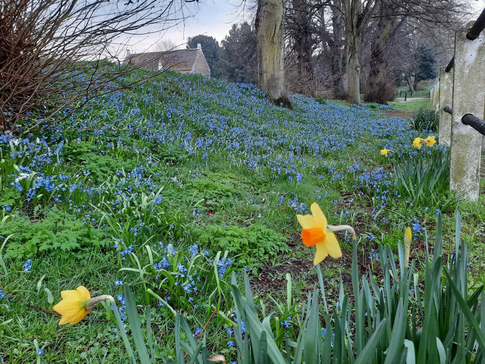 Spring flowers in Cutts Close. Image credit: Nub News. 