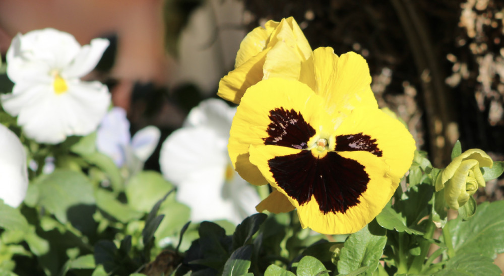 Flowers in various stages of life. (Image - Alexander Greensmith / Macclesfield Nub News)