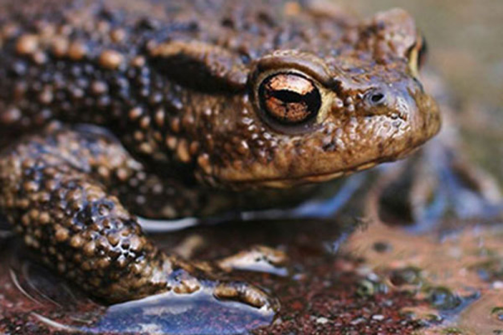 A team of toad patrol officers has been tasked to ensure migrating amphibians make it safely across the road in Ham.