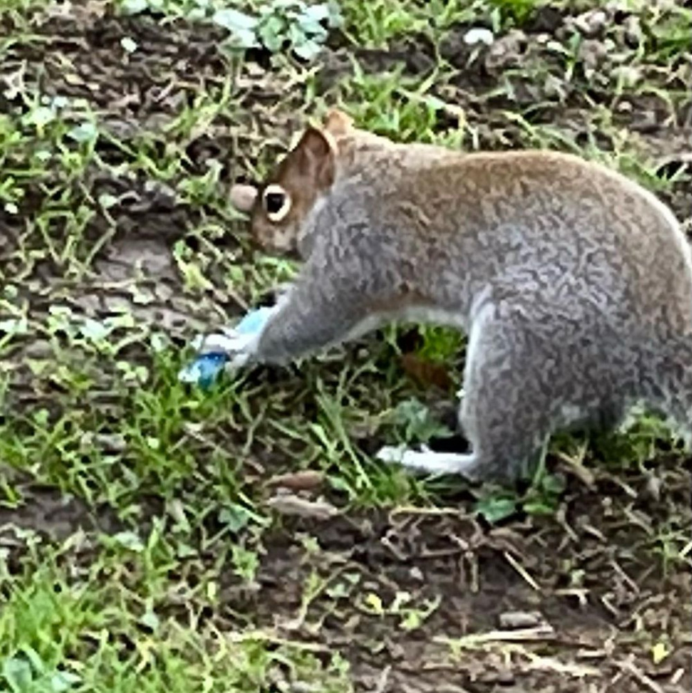 A squirrel burying a vape : Image RSPCA 