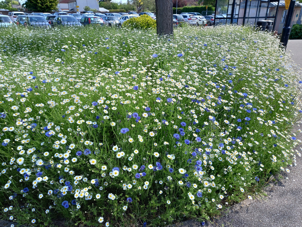 Wildflowers (Picture: Nub News)