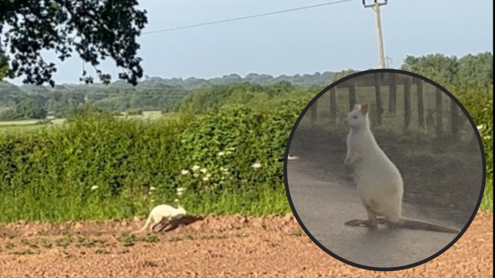 A local resident had petitioned the councils to rename part of Rouncil Lane after Colin the white wallaby (image supplied)