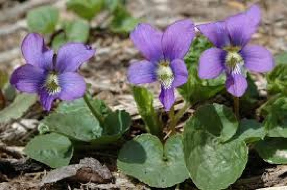 Violets (Picture: Nub News)