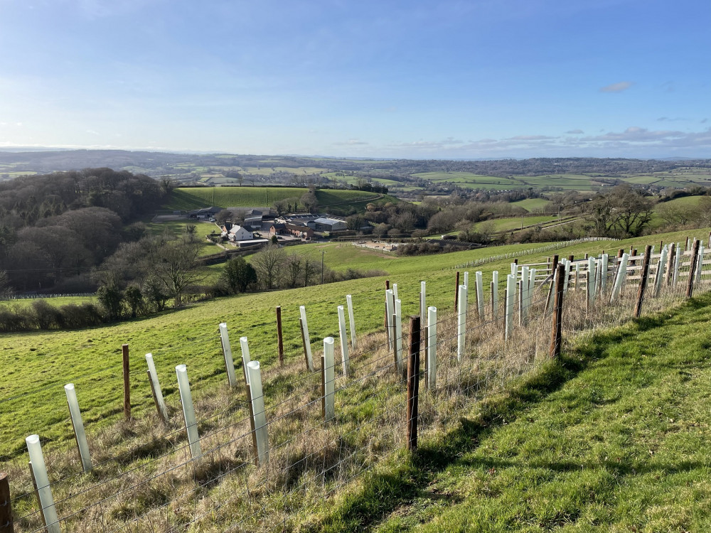 Newly planted trees and hedge plants overlooking Woods Farm (The Donkey Sanctuary)