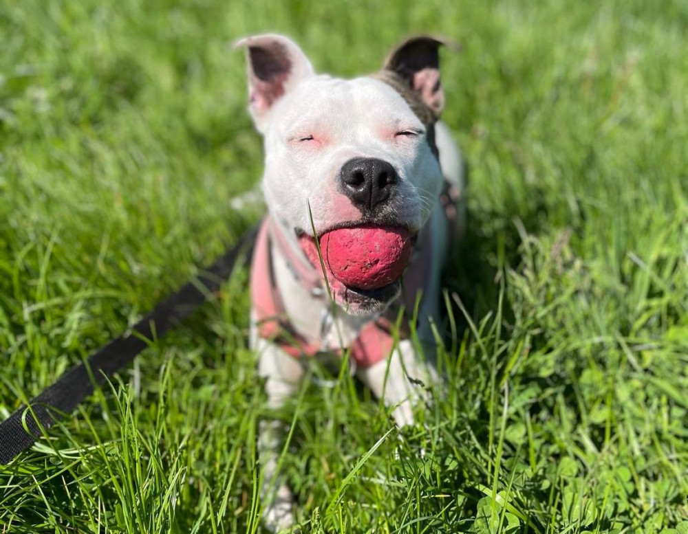 18-year-old Emily Steele, from Stoke-on-Trent, has been shortlisted for a national award for her entry 'Too Much Fun' (RSPCA).