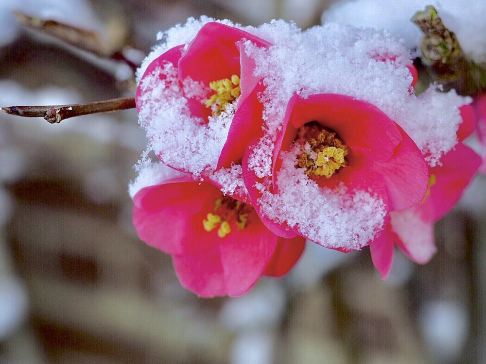 These beautiful pics of the borough covered in snow come courtesy of local photographer Ruth Wadey, who is well known in the area as her weather watch photos of Richmond regularly appear on weather bulletins on both the BBC and ITV. Credit: Ruth Wadey. These beautiful pics of the borough covered in snow come courtesy of local photographer Ruth Wadey, who is well known in the area as her weather watch photos of Richmond regularly appear on weather bulletins on both the BBC and ITV. Credit: Ruth Wadey.