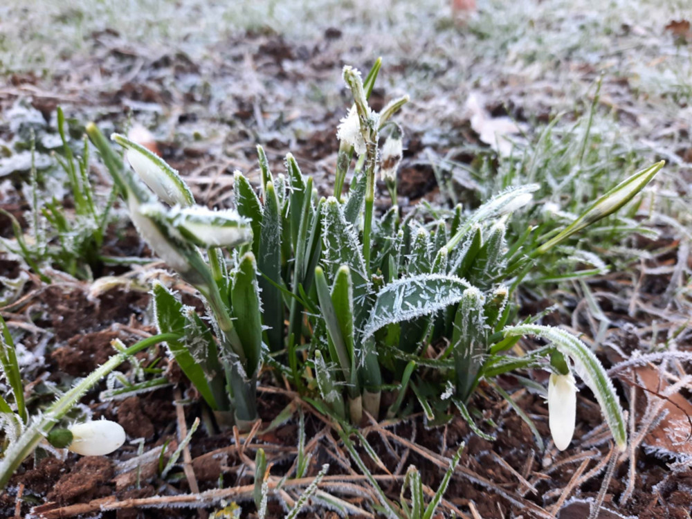 Snowdrops covered in frost. Image credit: Nub News.