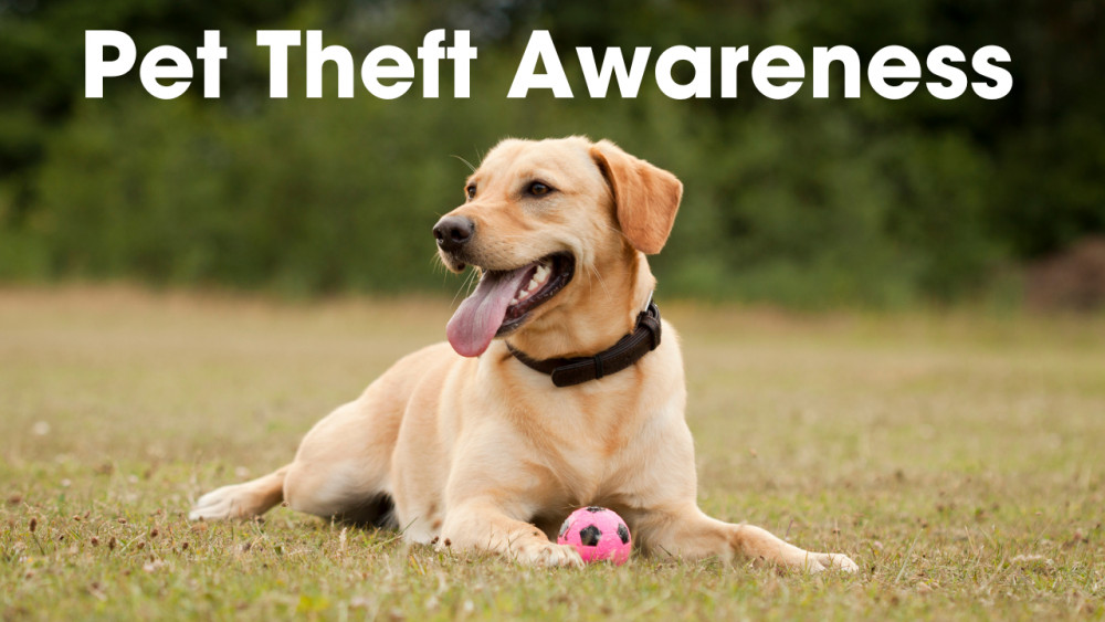 Nottinghamshire Police is sharing helpful tips and reminders for local residents on how to keep their dogs safe from harm. Image courtesy of Nottinghamshire Police.