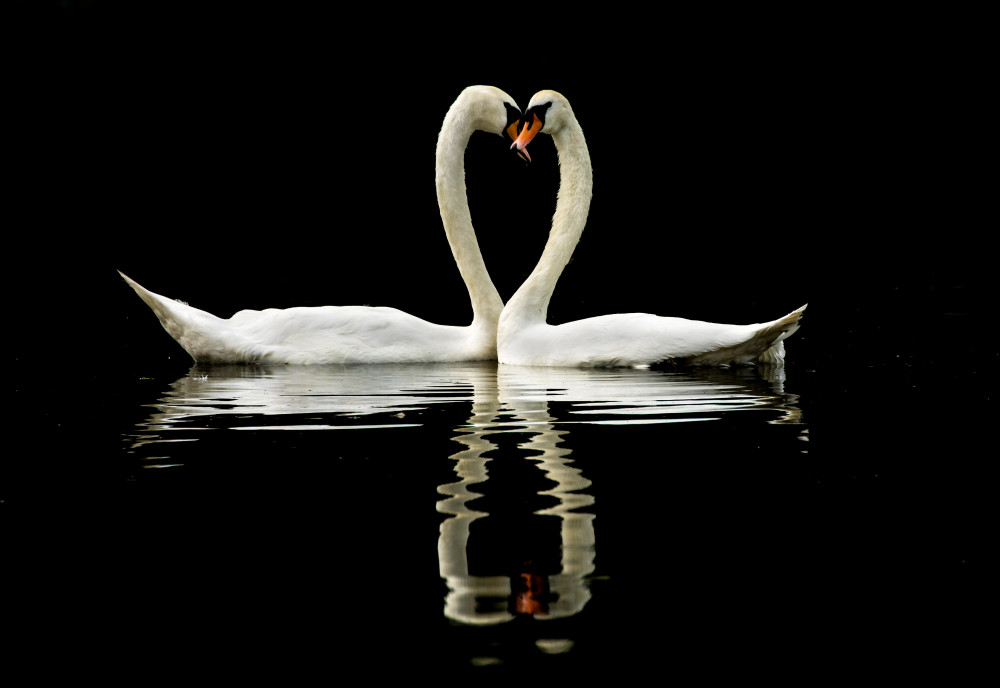 Smoochy swans (Picture: SWNS)