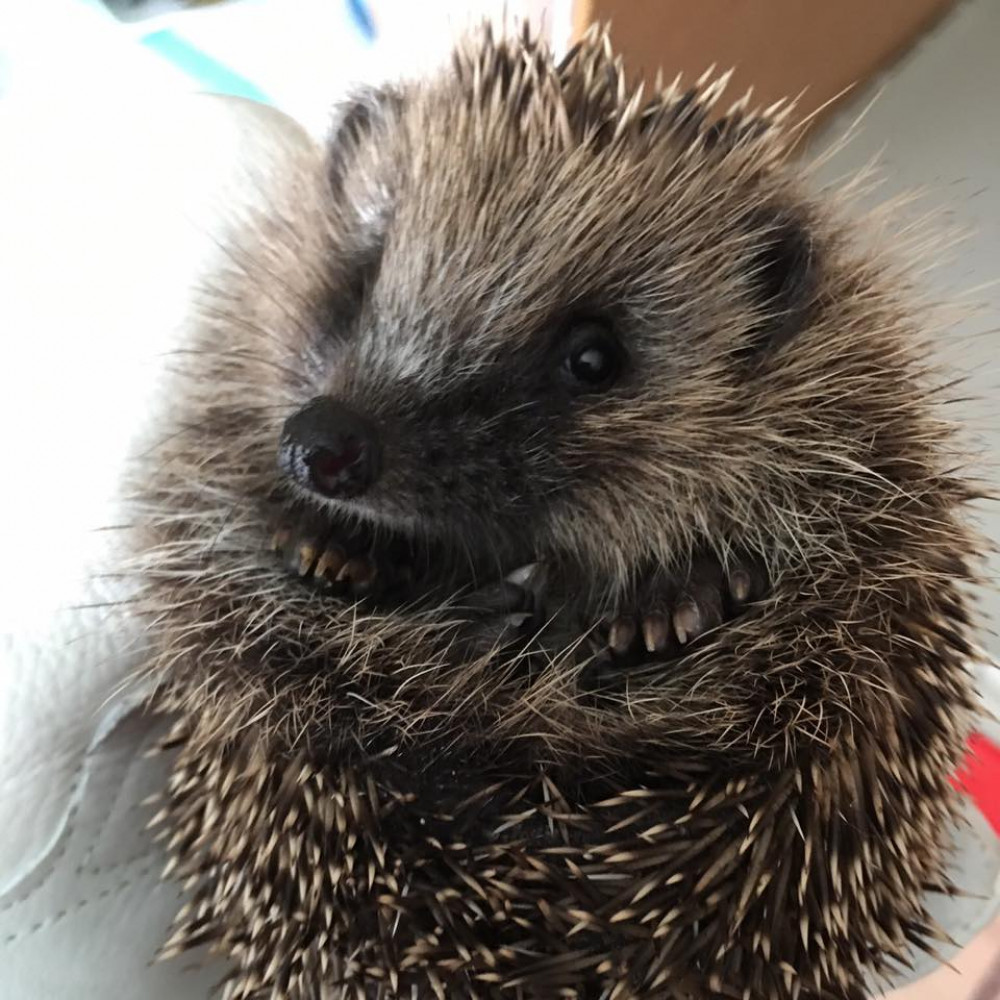 Image courtesy: Prickleback Urchin Hedgehog Rescue. 