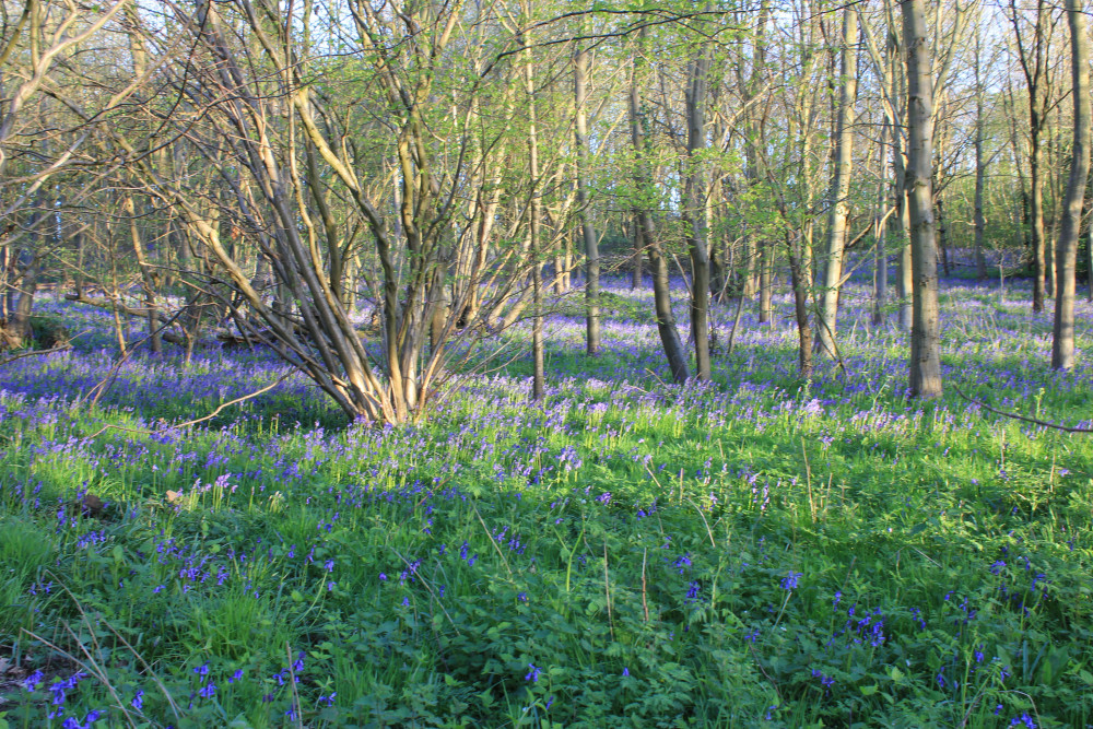 Bluebells (Picture: Nub News)