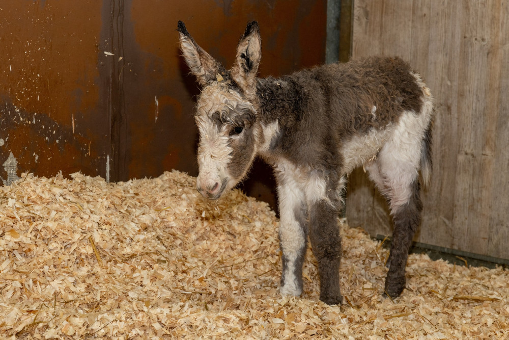 Rosie's foal (The Donkey Sanctuary)