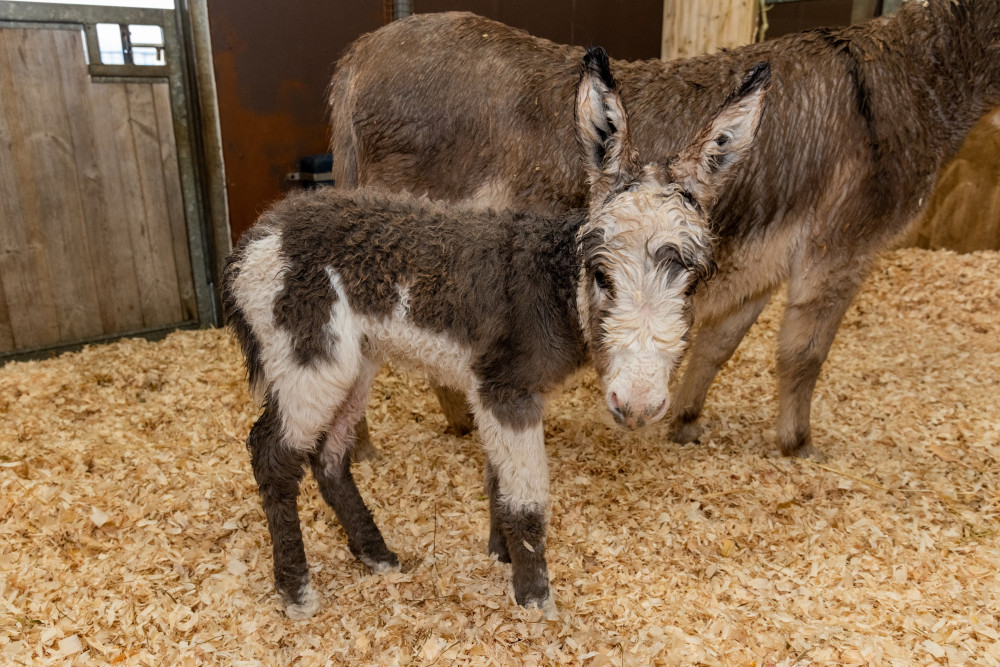 Rosie and her foal (The Donkey Sanctuary)