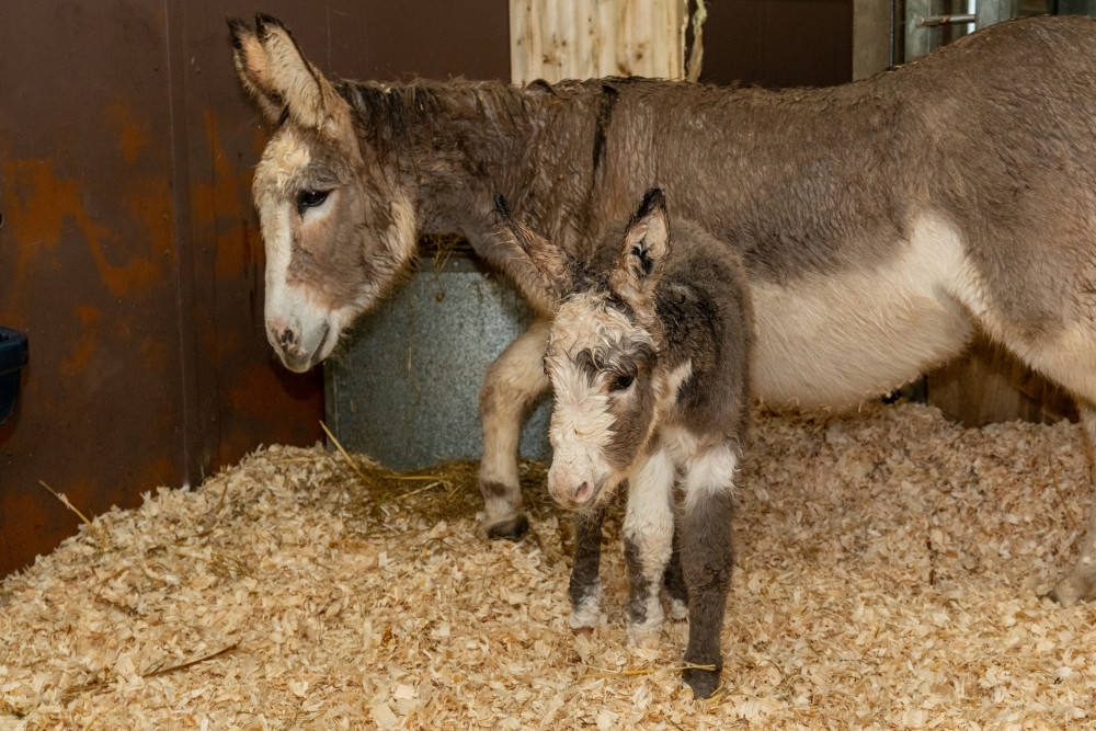 Rosie needed urgent treatment when she arrived  (The Donkey Sanctuary)