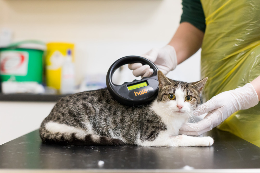 Cat being scanned for a microchip. Credit: Cats Protection Cat being scanned for a microchip. Credit: Cats Protection