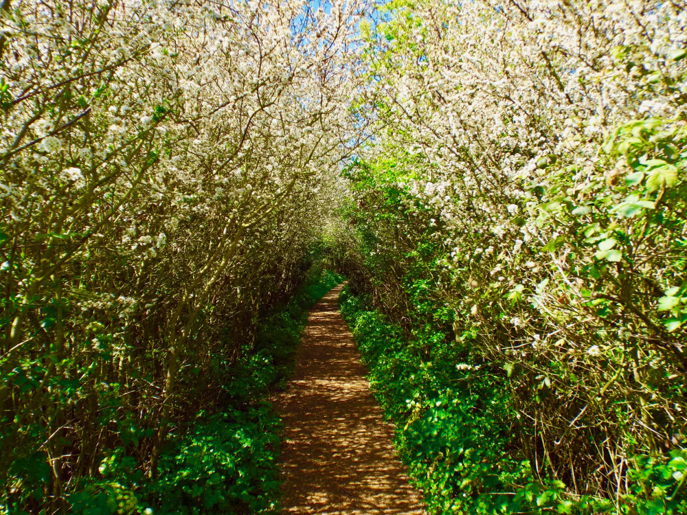 Time to blossom (Picture: Nub News)