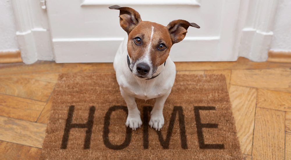 Choosing a home boarder or a house sitter for your dog can be a difficult decision