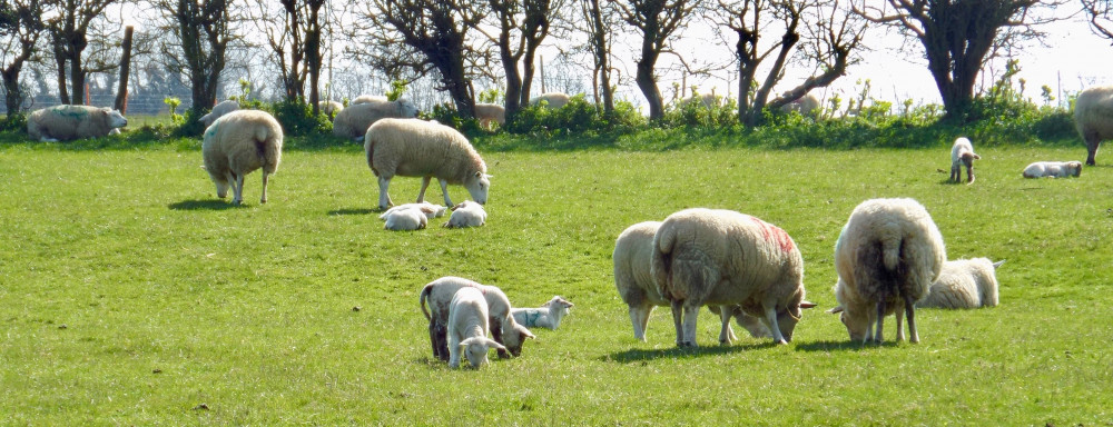 Lambs (Picture:Nub News)