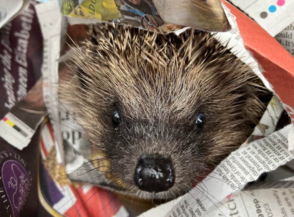 Hedgehogs are coming out of hibernation. Image credit: Prickleback Urchin Hedgehog Rescue. 